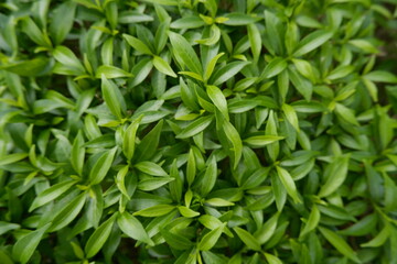 Vibrant green foliage creates refreshing natural background, showcasing abundant plant growth with beautiful, intricate texture