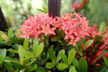 Vibrant red flowers bloom with cheerful energy amidst lush green foliage. delightful display of nature beauty, exuding fresh tropical charm