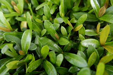 Fototapeta premium Lush green foliage growing densely, showcasing healthy leaves with vibrant color and natural texture. Small new growth appears with subtle reddish