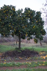 Citrus tree in orchard field 