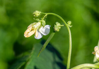 Close up of a green pole bean flower (Phaseolus vulgaris) with a little bean below.  Variety 