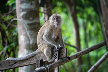 Crab eating macaque perched on wooden railing in aonang, krabi, thailand