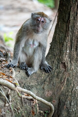Wild female monkey sitting near a tree in its natural habitat in thailand