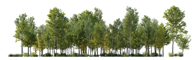 Deciduous forest view isolated png without sky on a transparent background premium cutout (birch, sycamore platanus, maple and other)