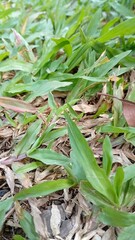 green grass in the garden