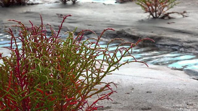 Kuialnyk Estuary, common glasswort Salicornia europaea