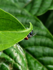 Flies with red eyes and thin wings perched on fresh green leaves after rain, with natural blur background. This type is often seen flying in kitchens, cages, trash cans, etc.