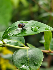 Flies with red eyes and thin wings perched on fresh green leaves after rain, with natural blur background. This type is often seen flying in kitchens, cages, trash cans, etc.