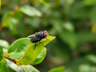 Flies with red eyes and thin wings perched on fresh green leaves after rain, with natural blur background. This type is often seen flying in kitchens, cages, trash cans, etc.