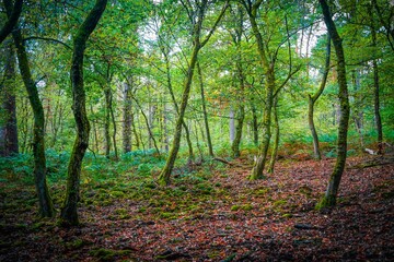 Landscape in Wahner Heide Forest Nature Reserve Germany
