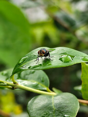 Flies with red eyes and thin wings perched on fresh green leaves after rain, with natural blur background. This type is often seen flying in kitchens, cages, trash cans, etc.