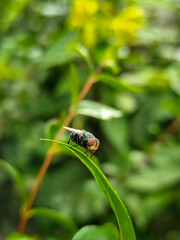 Flies with red eyes and thin wings perched on fresh green leaves after rain, with natural blur background. This type is often seen flying in kitchens, cages, trash cans, etc.
