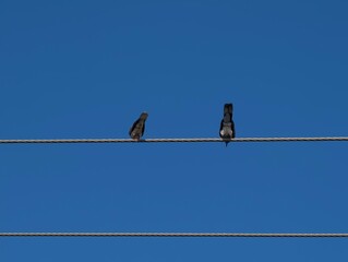 Two birds perched on a wire against a clear blue sky on a bright day