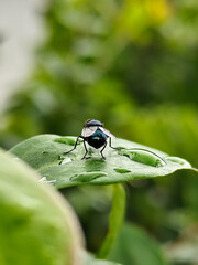 Flies with red eyes and thin wings perched on fresh green leaves after rain, with natural blur background. This type is often seen flying in kitchens, cages, trash cans, etc.