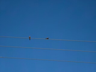Two birds perched on a wire against a clear blue sky on a sunny afternoon