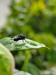 Flies with red eyes and thin wings perched on fresh green leaves after rain, with natural blur...