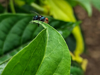 Flies with red eyes and thin wings perched on fresh green leaves after rain, with natural blur background. This type is often seen flying in kitchens, cages, trash cans, etc.
