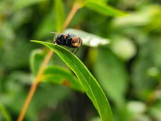 Flies with red eyes and thin wings perched on fresh green leaves after rain, with natural blur background. This type is often seen flying in kitchens, cages, trash cans, etc.