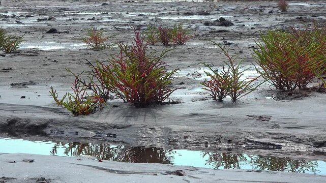 Kuialnyk Estuary, common glasswort Salicornia europaea