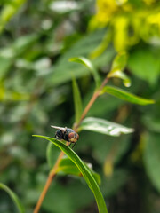 Flies with red eyes and thin wings perched on fresh green leaves after rain, with natural blur background. This type is often seen flying in kitchens, cages, trash cans, etc.