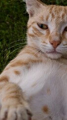 Ginger tabby cat is resting on the green grass in the garden