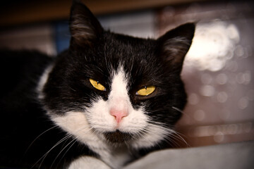 Amidst the shadows, a solitary panther gazes with an enigmatic intensity, its piercing blue eyes...