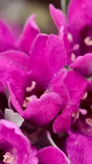 Close up of a vibrant purple texas sage flower in full bloom