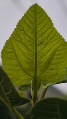 Detailed view of a fig leaf highlighting its unique shape and vibrant color