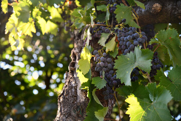Vineyard with a bunch of blue grapes with the sun background