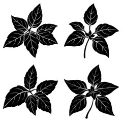 Obraz premium Four black and white leaf clusters with detailed veins in a botanical illustration style arrangement