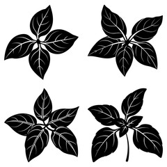 Obraz premium Four black basil leaf clusters with detailed vein patterns on a white isolated background design element