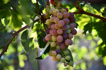Wine grapes on a beautiful old grapevine with colorful vineyard backlighting and copy