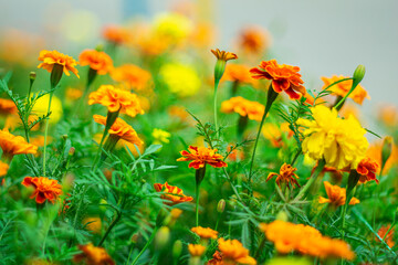 Lush and fragrant marigold flowers on a blurred picturesque background with bokeh effect.