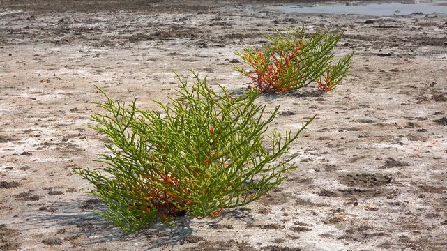 Kuialnyk Estuary, common glasswort Salicornia europaea, succulent plant grows on salty mud on the shore of a reservoir