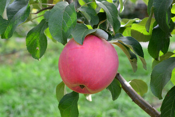 A vibrant red apple hanging from a tree branch wallpaper organic farm