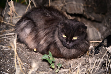 Mysterious black cat silhouette under streetlight nighttime magic