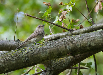A spotted flycatcher on a gray branch, a spotted flycatcher on a thick branch, surrounded by twigs and green leaves, Muscicapa striata