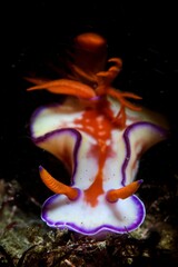 Nudibranch with purple-lined edges and orange details.
