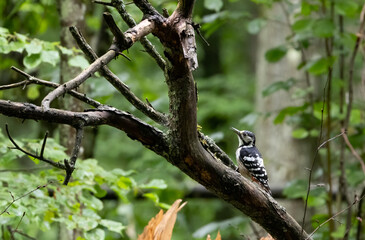 Wwhite-backed woodpecker (Dendrocopos leucotos) in fall