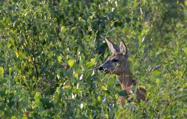  Red deer (Cervus elaphus) female in summer