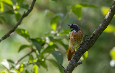 Common Redstart (Phoenicurus phoenicurus) on branch