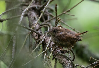 Eurasian wren (Troglodytes troglodytes) close up in spring