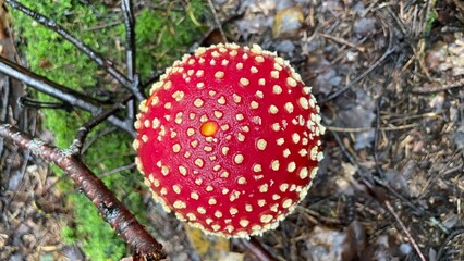 red fly agaric mushroom with white dots growing in forest close up
