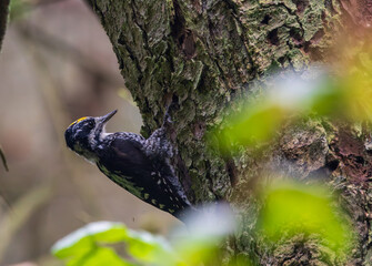 Eurasian Three-toed woodpecker (Picoides tridactylus) close up