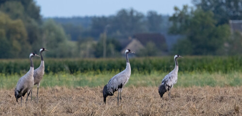 Cranes(Grus grus) in summertime sunset light