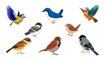 Cute Colorful Bird Icon Set on White Background Illustration Vector. Trendy Beautiful Birds Banner Cover. Flying Birds Vector