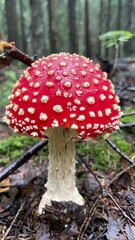 red fly agaric mushroom with white dots growing in forest close up