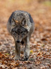 Female Wolf(Canis lupus) walking towards camera