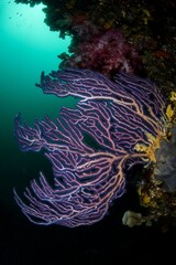 Scuba diver reaches out near an ocean sunfish.
