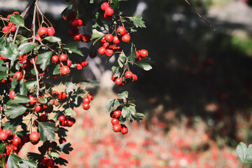 A branch full of red hawthorn berries in early autumn. Hawthorn